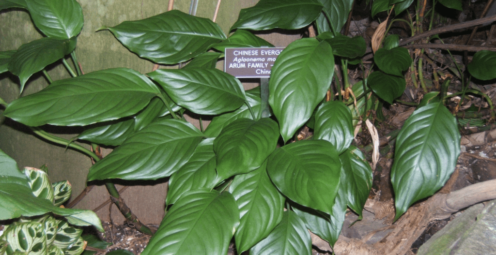 Chinese Evergreen